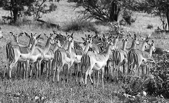 Impalas - Sabi Sand