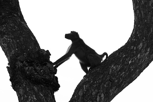 Baboons - Mala Mala