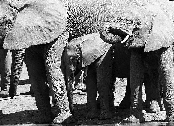 At Kruger NP