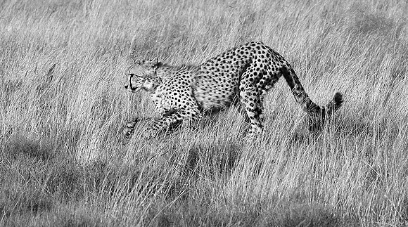 Londolozi Game Reserve