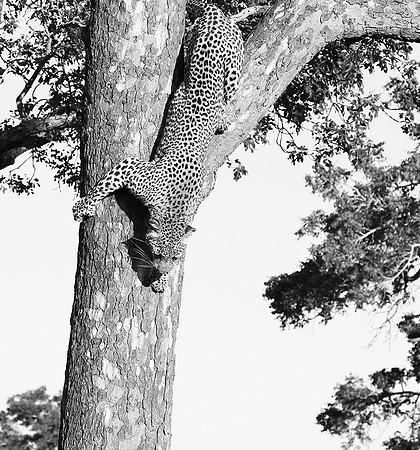 Malamala game reserve