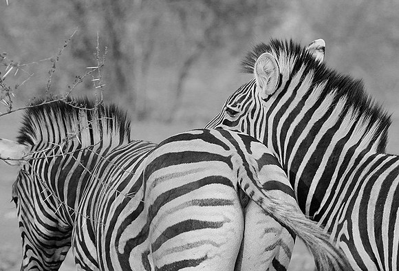 Burchel's zebra - Kruger NP -