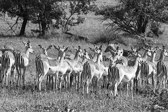 Impalas - Sabi Sand