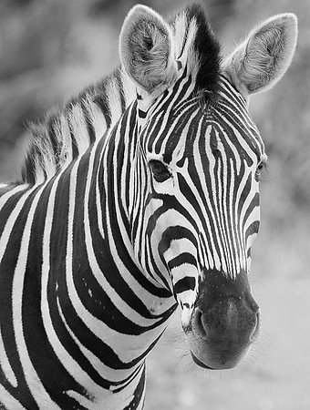 Burchel's zebra - Kruger NP -