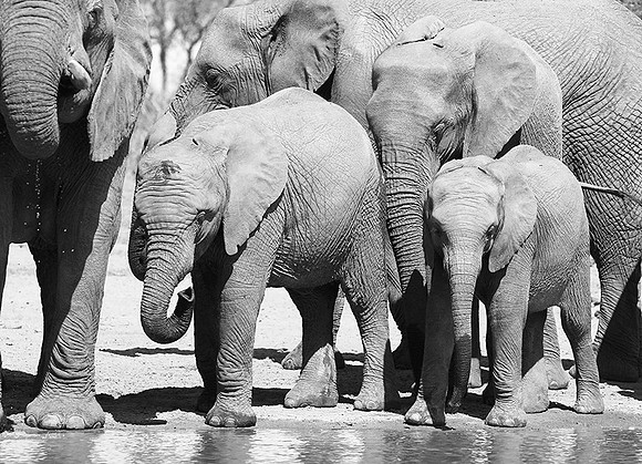 At Kruger NP