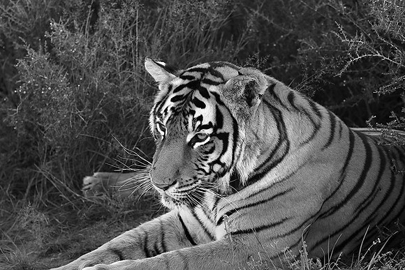 At Tiger Canyon (Karoo)
