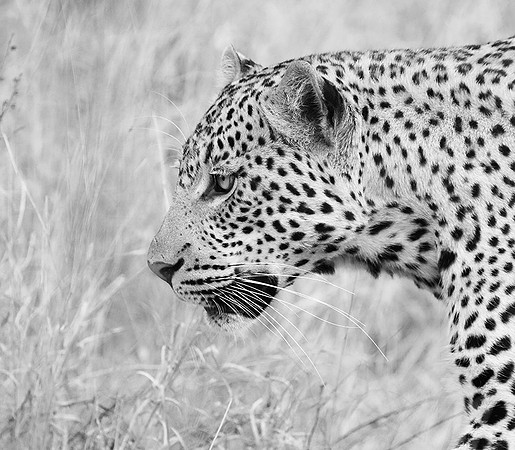 Leopard at Singita Lebombo