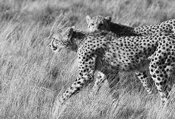 Londolozi Game Reserve
