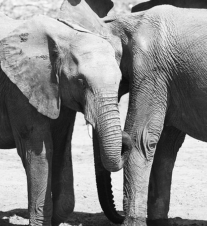 At Kruger NP