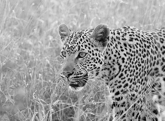 Leopard at Singita Lebombo