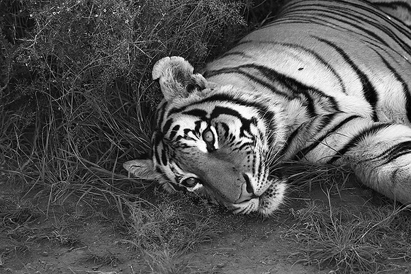 At Tiger Canyon (Karoo)