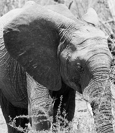 At Madikwe game reserve