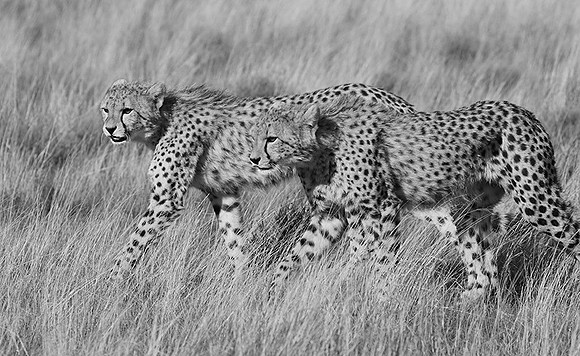 Londolozi Game Reserve