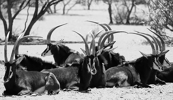 Sables at Tswalu private game reserve