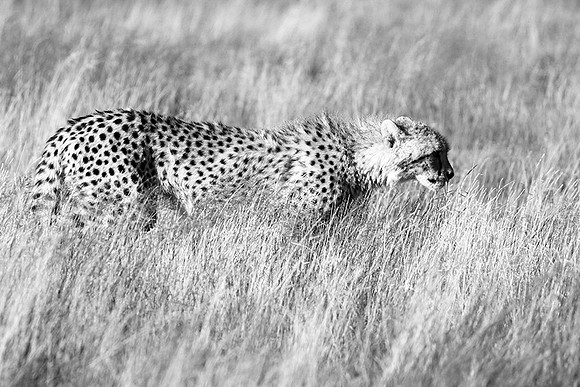 Londolozi Game Reserve