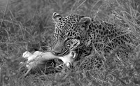 Leopard - Sabi Sand