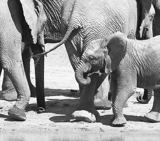 At Kruger NP