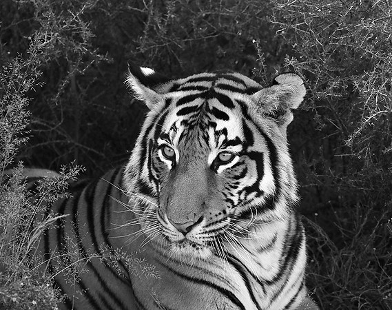 At Tiger Canyon (Karoo)