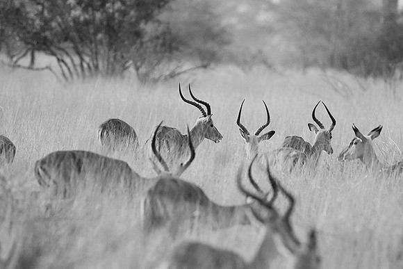 Impalas - Lebombo private concession