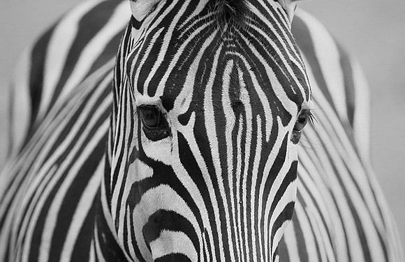 Burchel's zebra - Kruger NP -