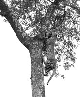 Leopard - Mala Mala