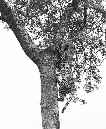 Leopard - Mala Mala