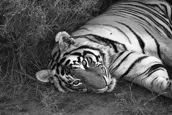 At Tiger Canyon (Karoo)