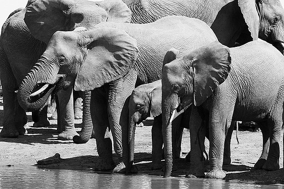 At Timbavati