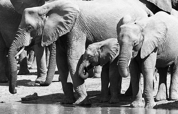 At Kruger NP