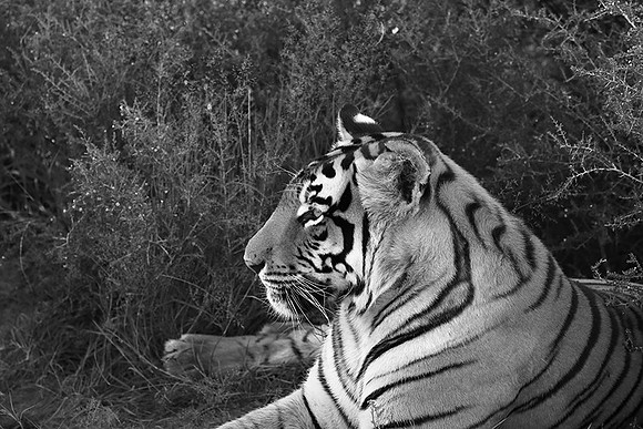 At Tiger Canyon (Karoo)