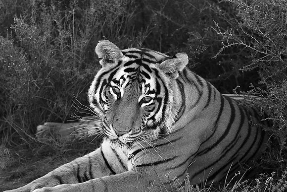 At Tiger Canyon (Karoo)