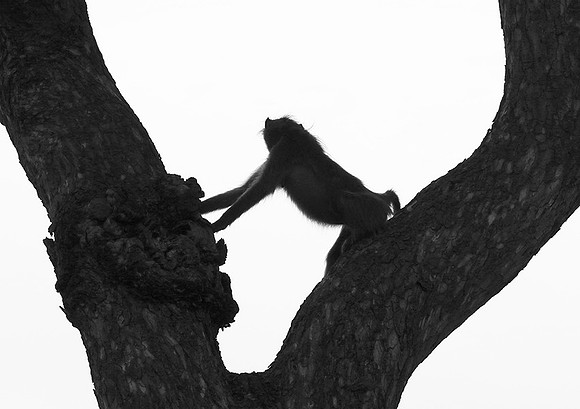 Baboons - Mala Mala