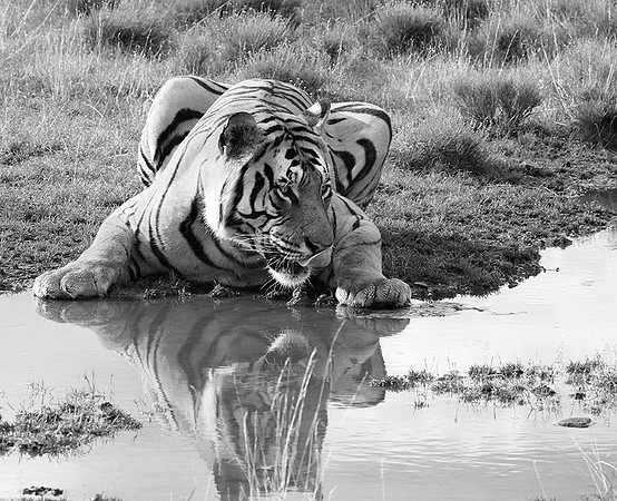 At Tiger Canyon (Karoo)