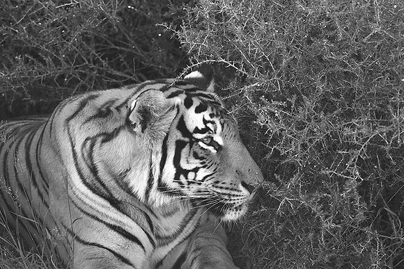 At Tiger Canyon (Karoo)
