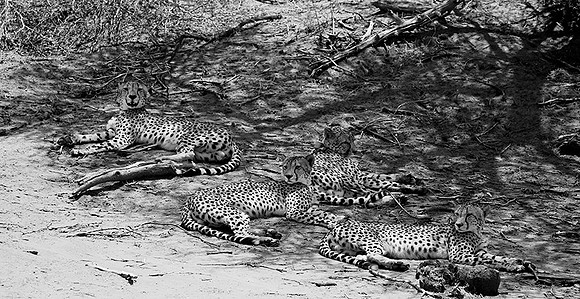 At Madikwe game reserve