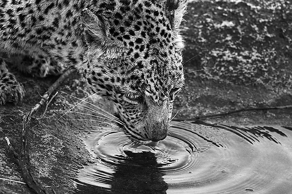 Malamala game reserve
