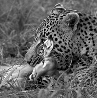 Leopard - Sabi Sand