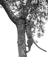 Leopard - Mala Mala