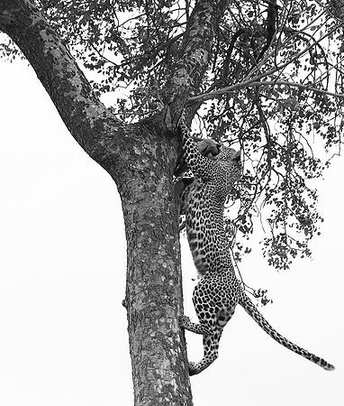 Leopard - Mala Mala
