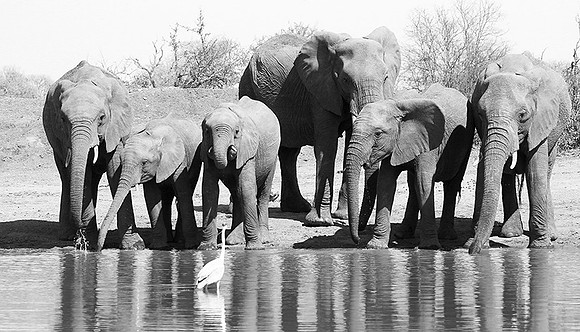 At Kruger NP