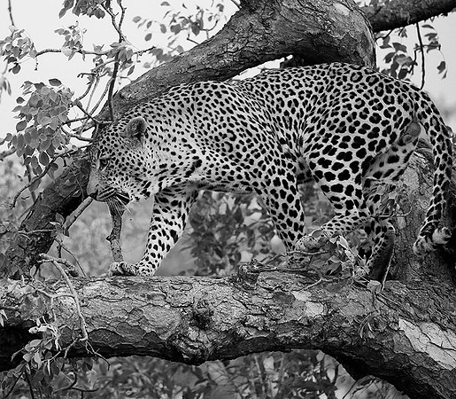 Leopard at Mala Mala game reserve