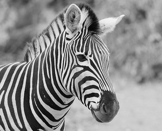 Burchel's zebra - Kruger NP -