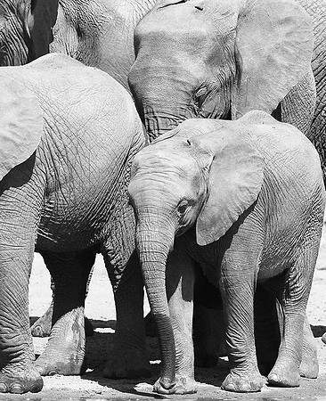 At Kruger NP