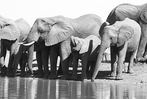 At Kruger NP