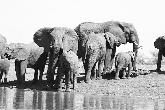 At Kruger NP