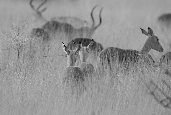 Impalas - Lebombo private concession