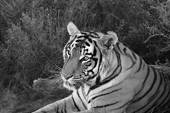 At Tiger Canyon (Karoo)