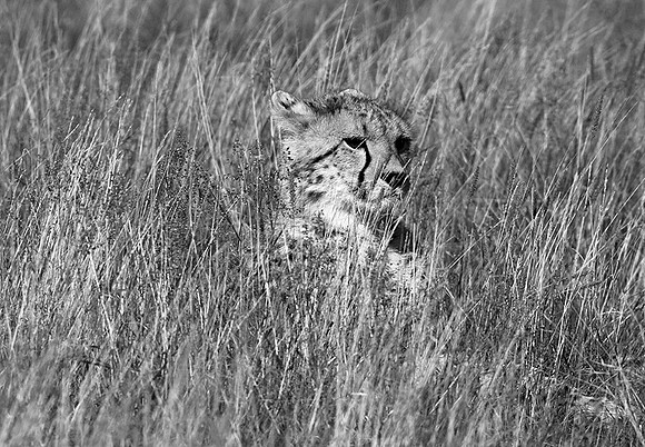 Londolozi Game Reserve