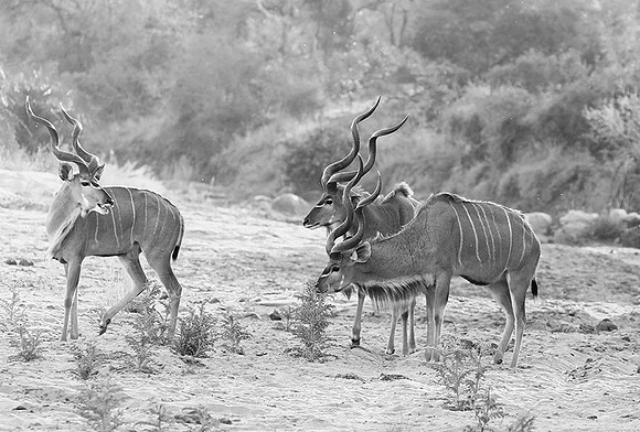 Kudu - Timbavati