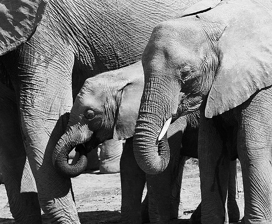 At Timbavati